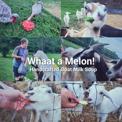 Whaat a Melon! - Handcrafted Goat Milk Soap