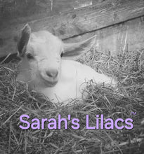 Load image into Gallery viewer, Sarah’s Lilacs™️ - Handcrafted Goat Milk Soap with pthalate-free fragrance