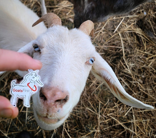 Goat Sponsorship 3 months