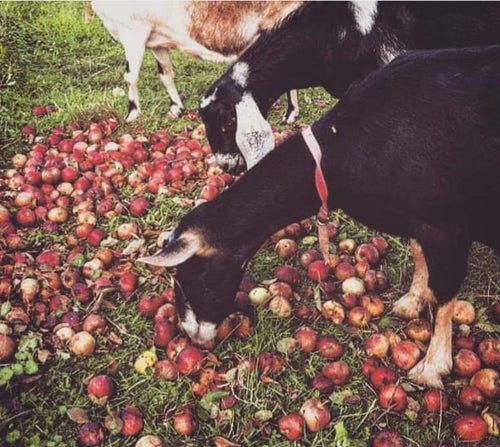 Spiced Aapple™️ Bundle - Bar Soap, Soy Candle, Hoof Wash™️