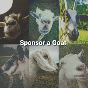 Goat Sponsorship 6 months